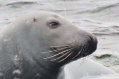 103422147_1173314976334673_1858216599909203147_n