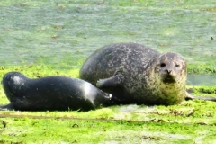 105512687_1185821388417365_8768715738851348429_n