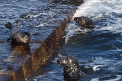 121181750_1281893715476798_5576688661792905538_n