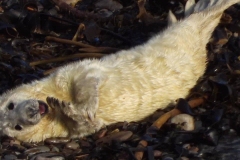 123123971_1300992610233575_2362337869298265369_n