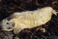 123208402_1300992316900271_6826506935677262337_n