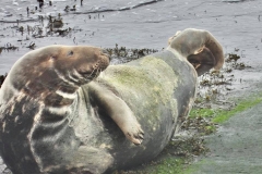 124586080_1310446722621497_3800405381768510147_n