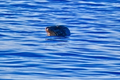 -6855893470308912771_IMG_1071