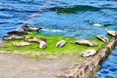 94965888_1140841366248701_4548134817572585472_n