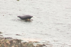 Windhaven Cafe Camping and B & B 021