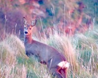 Windhaven-Cafe-Camping-and-B-B-views-016